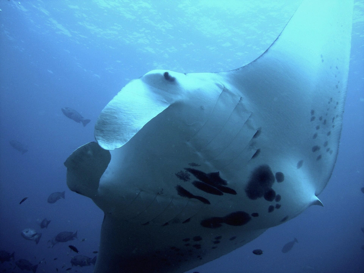 Reef manta ray circling with wings spread in the Bora Bora lagoon, French Polynesia