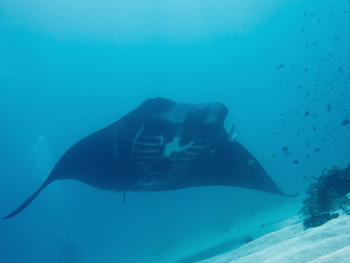 Reef manta ray gliding over sandy lagoon bottom on the Reef Discovery snorkel route in Bora Bora, French Polynesia