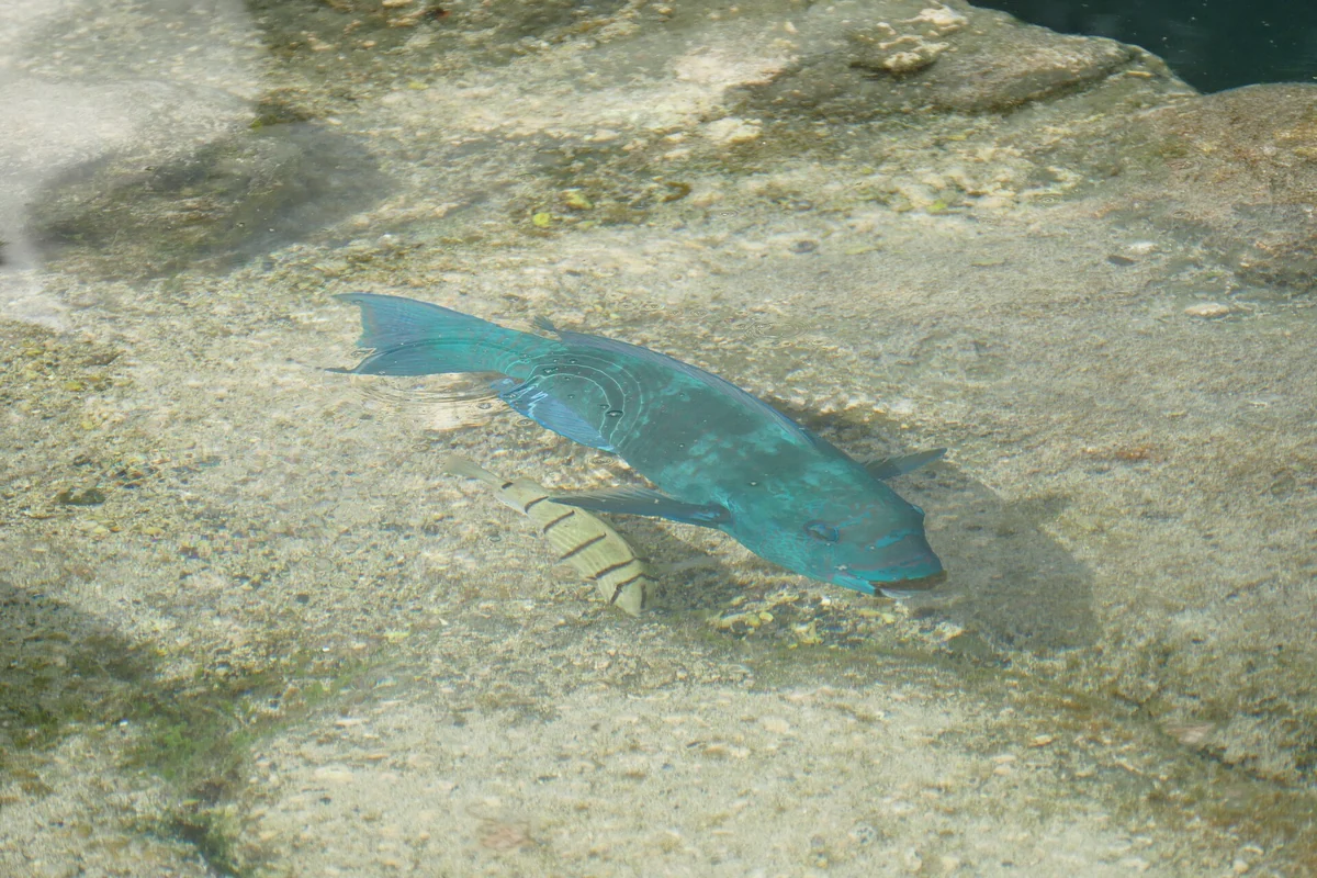 Parrotfish and reef fish grazing over coral in the Bora Bora lagoon gardens, French Polynesia