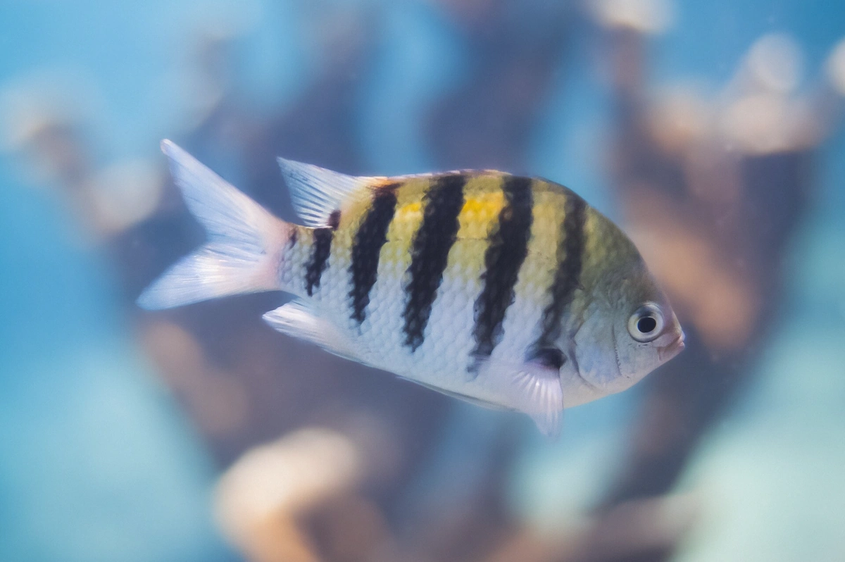 School of tropical reef fish in clear shallow water on the Rohivai half day safari snorkeling route, Bora Bora