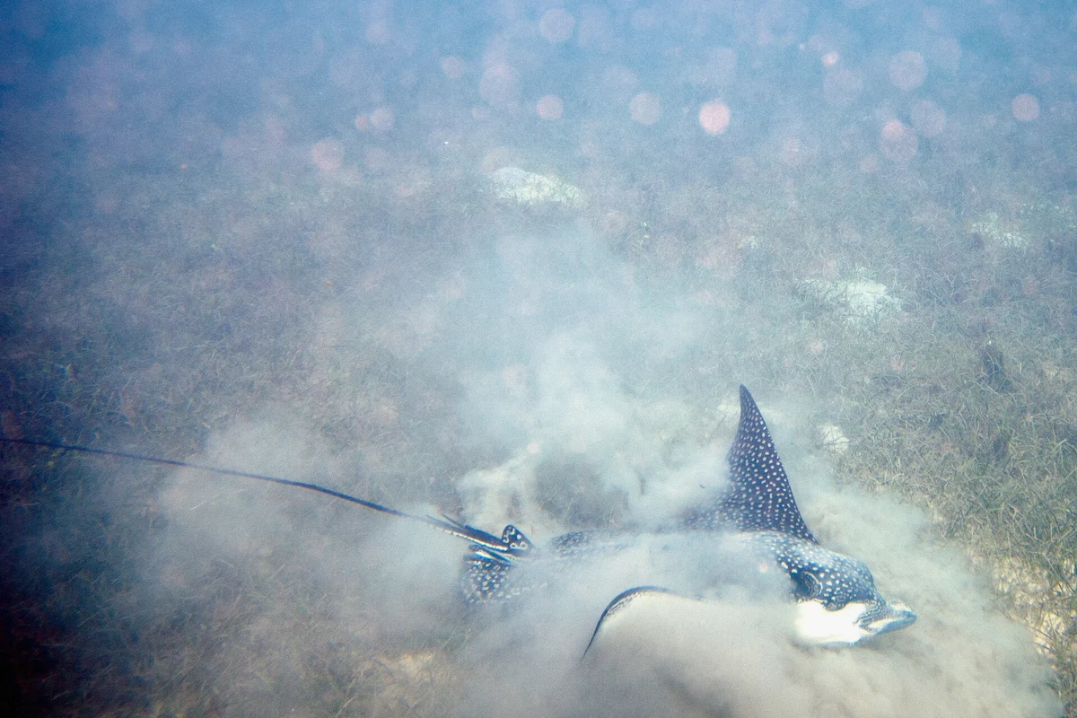 Spotted eagle ray flying over sandy bottom in the Bora Bora lagoon, French Polynesia