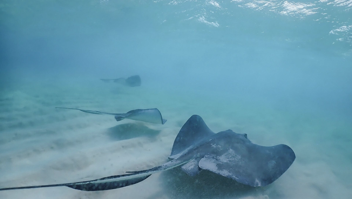 Stingrays gathering over white sand in the shallow Bora Bora lagoon, French Polynesia