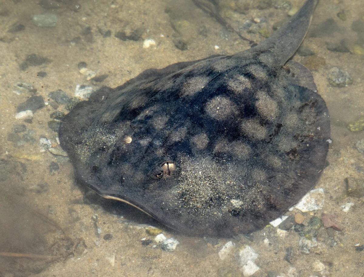 Stingray gliding over white sand in knee-deep water on the Moana eco snorkel cruise stop in Bora Bora, French Polynesia
