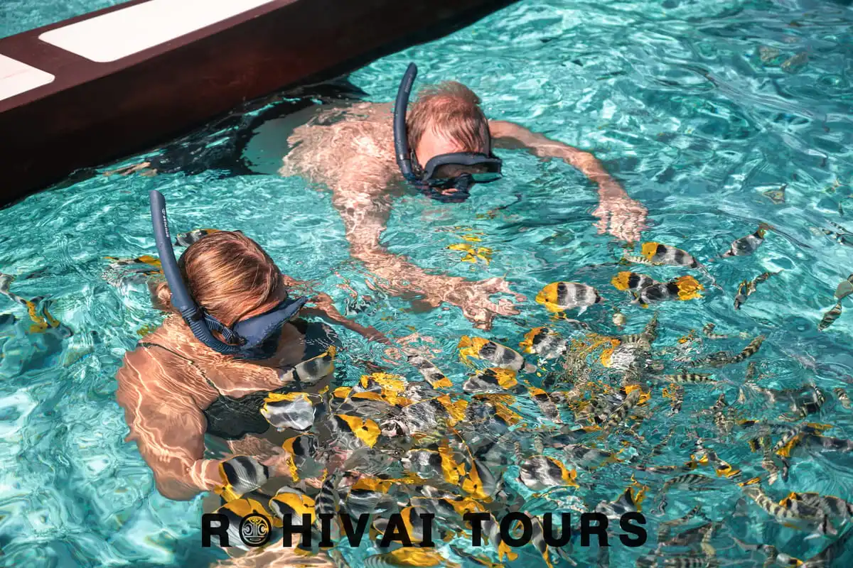 Snorkellers over a bright coral garden on the Rohivai half day lagoon safari shared boat tour in Bora Bora, French Polynesia